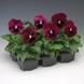 Виола Colossus F1 Rose with Blotch ColossusRosewB фото 3