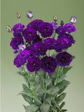 Еустома Croma F1 2 Purple  pro-Croma2Purple-1000 фото