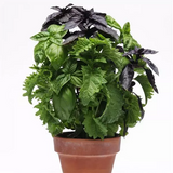 Базилік SimplyHerbs Trybasil pro-SimplyHerbsTrybasil-500 фото