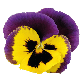 Виола Inspire Plus F1 Yellow Purple Wing pro-InspirePlusYelPW-500 фото