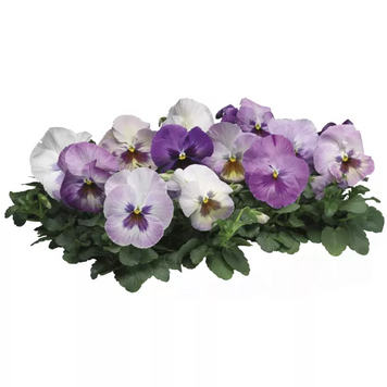 Вiола Delta F1 Purple Surprise New2027 pro-DeltaPurpleSurprise-1000 фото