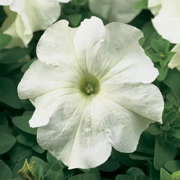 Петуния Tritunia F1 White pro-TrituniaWhite-1000dr фото