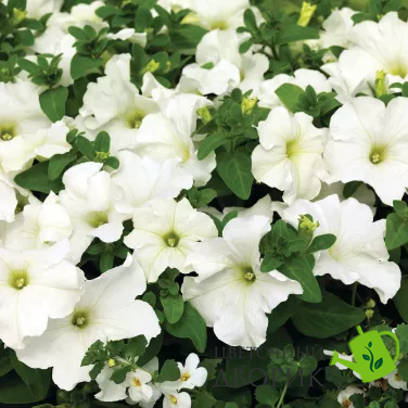 Петуния Tritunia F1 White pro-TrituniaWhite-1000dr фото