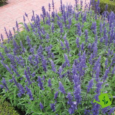 Сальвия Victoria Blue VictoriaBlue-10 фото