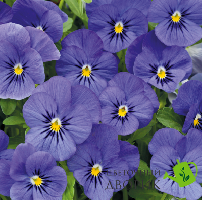 Віола рогатая Admire F1 Blue pro-viorogadmf1blu-1000 фото