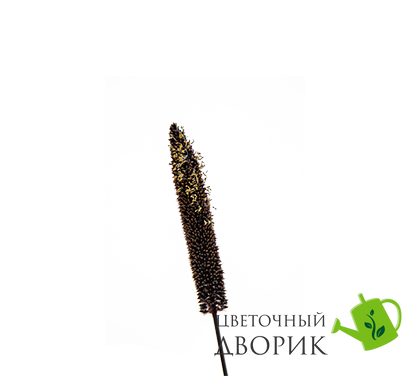 Пенисетум Inky pro-Inky-1000 фото