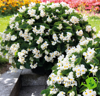 Бегония Big DeluXXe F1 White Green Leaf  pro-begbigdelf1rosgrelea-500 фото