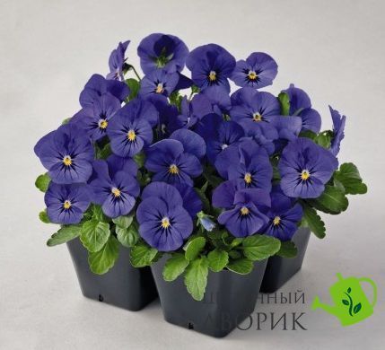 Віола рогатая Admire F1 Blue pro-viorogadmf1blu-1000 фото