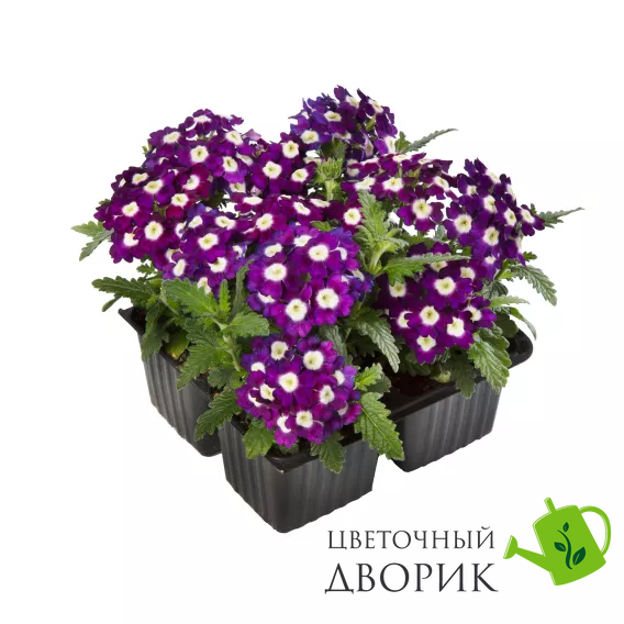 Вербена Obsession Purple Shades with Eye  ObsessionPurpleShadeswithEye фото