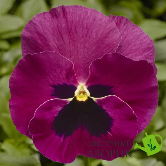 Виола Delta Pro F1 Rose with Blotch pro-DeltaRosewBl-1000 фото