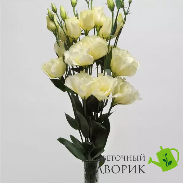 Eустома ABC F1 3 Yellow pro-ABC3Yellow-100 фото