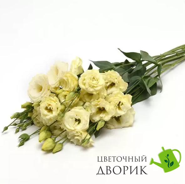 Eустома ABC F1 3 Yellow pro-ABC3Yellow-100 фото