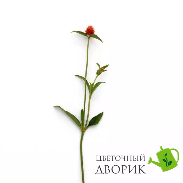 Гомфрена Qis Orange gomqisora-10 фото