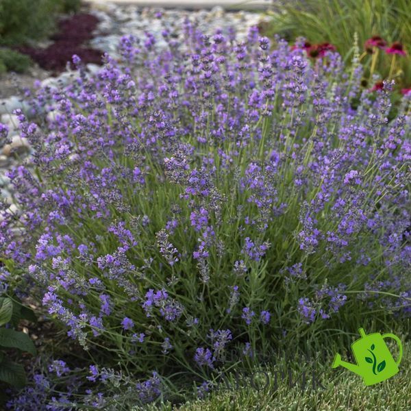 Лаванда Munstead pro-Munstead-1000 фото