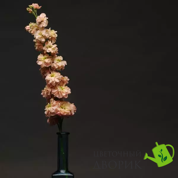 Маттіола Katz Apricot pro-matkatapr-1000 фото
