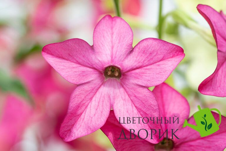 Табак крылатый Sirius Deep Rose pro-Siriusdeeprose-1000 фото