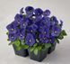 Віола рогатая Admire F1 Blue pro-viorogadmf1blu-1000 фото 3