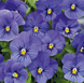 Віола рогатая Admire F1 Blue pro-viorogadmf1blu-1000 фото 2