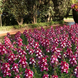 Львиный Зев Snapshot F1 Burgundy Bicolor SnapshotBurgundyBicolor фото 2