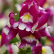 Львиный Зев Snapshot F1 Burgundy Bicolor SnapshotBurgundyBicolor фото 1
