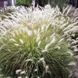 Пенісетум Fluffy Fluffy фото 1