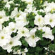 Петуния Tritunia F1 White pro-TrituniaWhite-1000dr фото 3