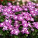 Винка SunJewels Lavender Halo pro-vinsunlavhal-1000 фото 2