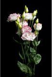Еустома Croma F1 3 Pink Picotee imp pro-Croma3Pinkpic-1000 фото