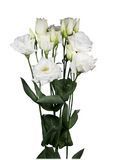 Еустома Aube 4 Pure White II pro-Aube4purewhite-1000 фото