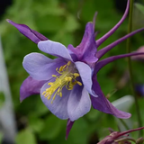 Аквилегия Earlybird Purple Blue pro-akvearpurblu-100 фото