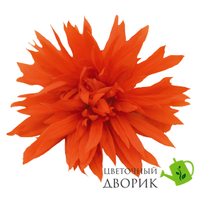 Бегонія Funky F1 Orange FunkyOrange фото