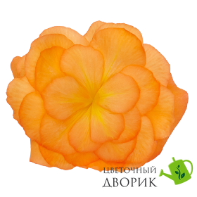 Бегонiя Nonstop Mocca F1 Bright Orange pro-begnonmocf1briora-500 фото