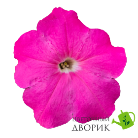 Петуния Boom! HD Pink  pro-boomPink-500 фото