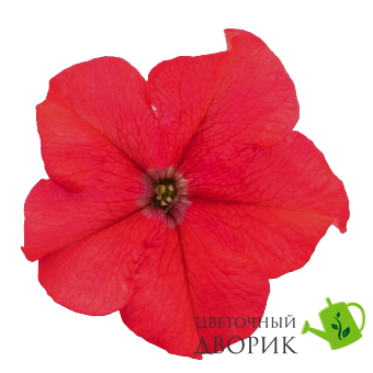 Петуния Success!360 F1 Red Success!360Red фото