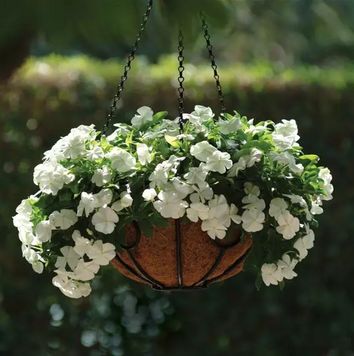 Вінка Mediterranean XP White mediterraneanw-10 фото