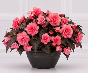 Бегония Nonstop Joy F1 Mocca Rose NonstopJoyMoccaRose-5 фото