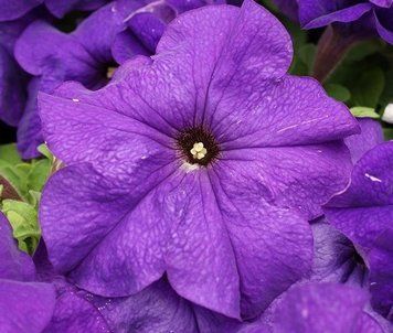 Петунiя Limbo F1 Mid Blue pro-LimboMidB-1000dr фото