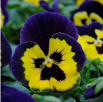 Вiола Matrix F1 Yellow Purple Wing pro-MatrixYellowPurW-1000 фото