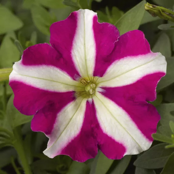 Петуния Picobella F1 Rose Star pro-petpicf1rossta-1000s фото