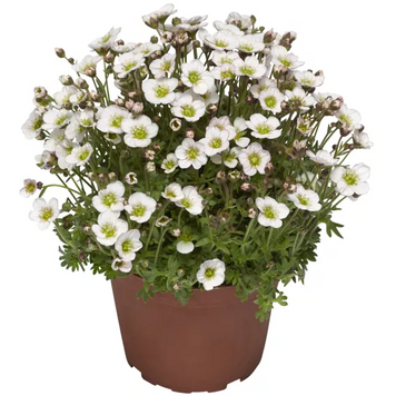Камнеломка Lofty White Blush LoftyWhiteBlush-10 фото