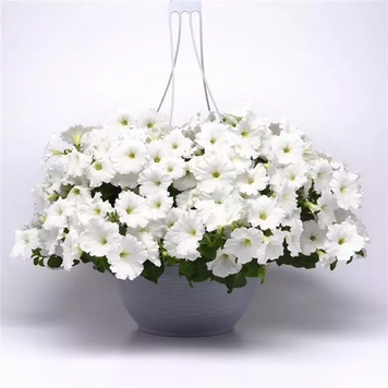 Петунія Easy Wave F1 White EasyWaveWhite фото