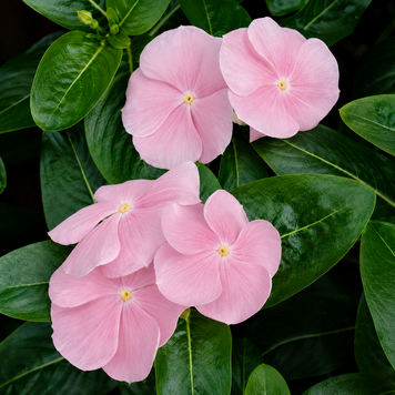 Винка Victory Light Pink VictoryLightPink фото
