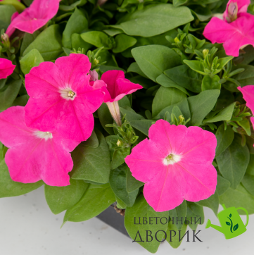 Петуния Boom! HD Pink  pro-boomPink-500 фото