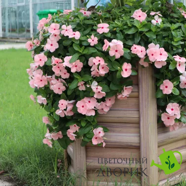 Винка Cora XDR Apricot pro-vincorxdrapr-1000 фото
