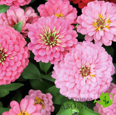 Цинния Oklahoma Pink pro-OklahomaPink-1000 фото