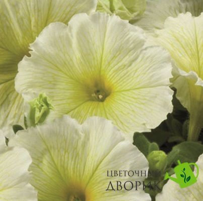 Петунiя Celebrity F1 Yellow pro-CelebrityYell-500dr фото