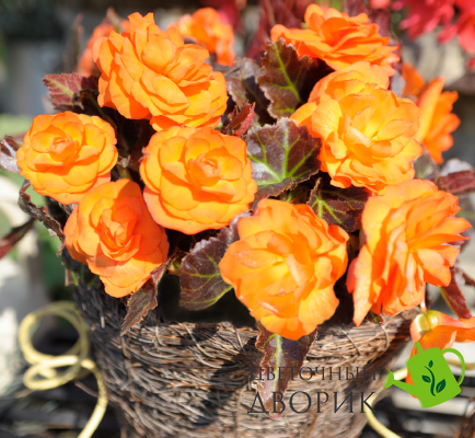 Бегонiя Nonstop Mocca F1 Bright Orange pro-begnonmocf1briora-500 фото