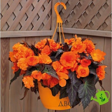 Бегонiя Nonstop Mocca F1 Bright Orange pro-begnonmocf1briora-500 фото