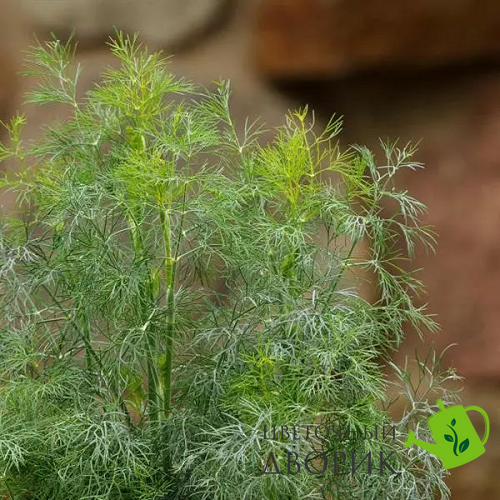 Укроп FernLeaf pro-FernLeaf-1000 фото
