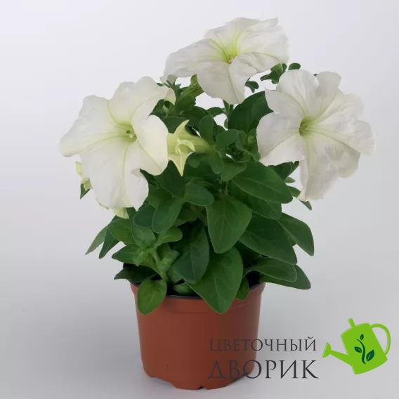 Петуния Tritunia F1 White pro-TrituniaF1White-1000s фото